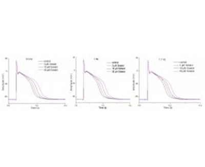 兔心臟蒲肯野纖維